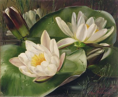 AB235 Water Lilies by Albert Williams